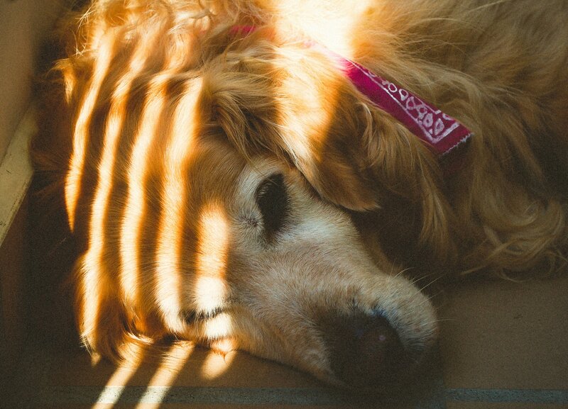 senior golden retriever peacefully napping
