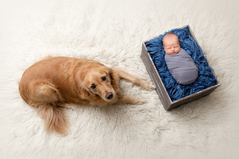 baby bog with dog lab
