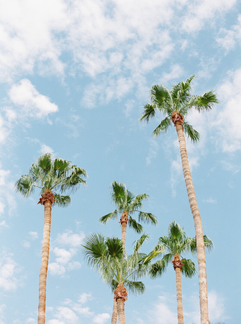 Palm trees and sky