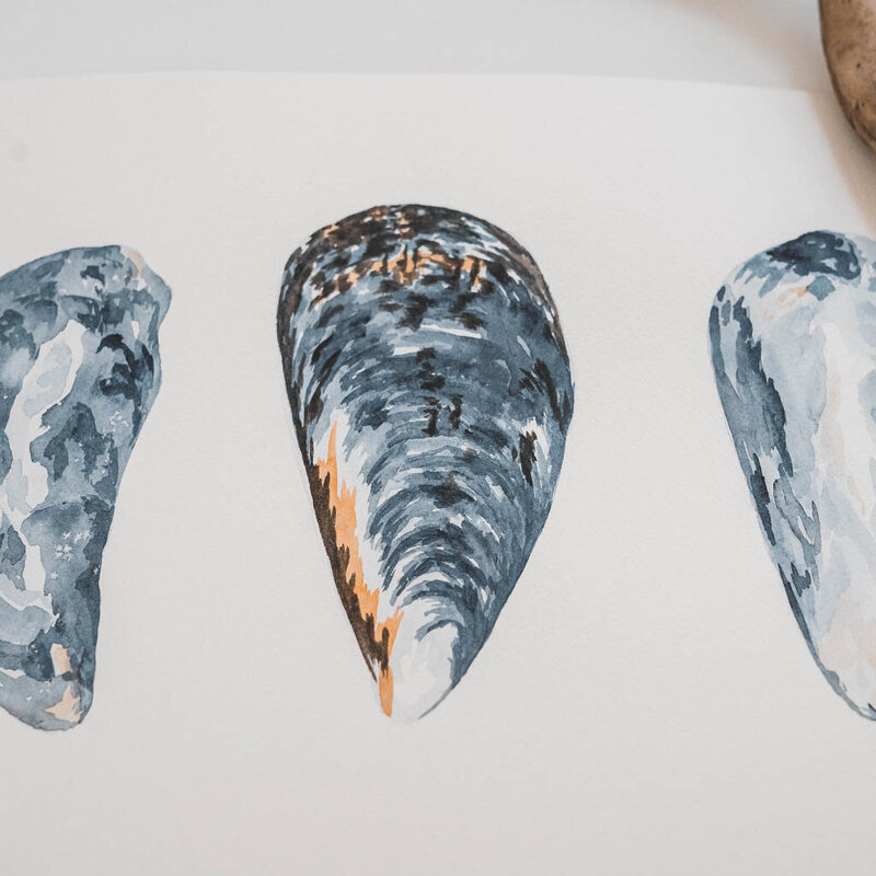 Close up of a watercolor painting of a blue mussel shell from Port Angeles, Washington