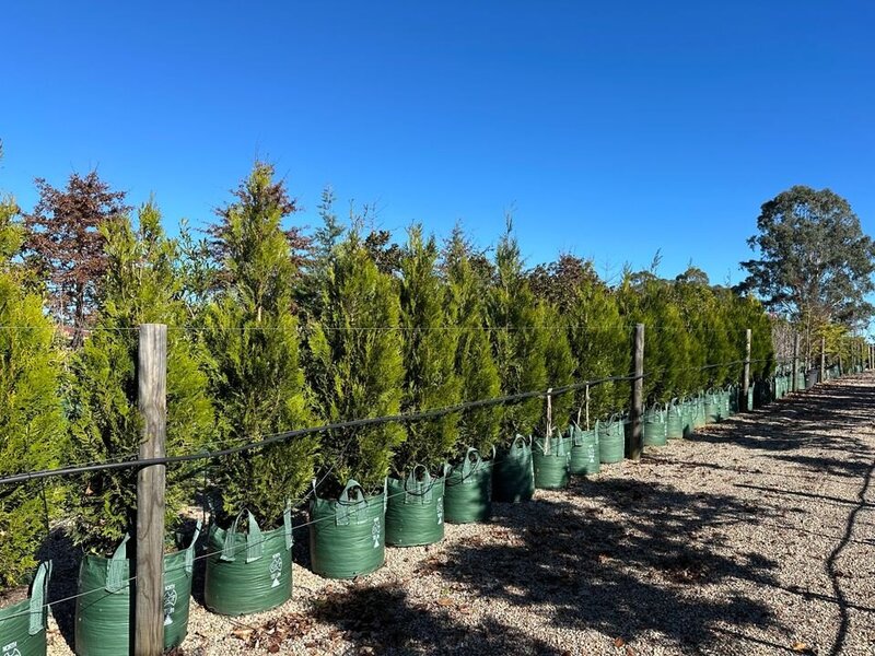 Conifers - Western Red Cedar - Upright - Thuja Plicata Fastigiata