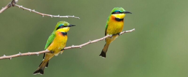 TAASA Safari Wildlife (1)