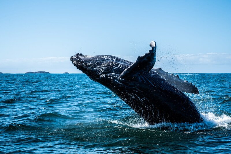 Careyes-Mexico-Whale-watching-humpbacks-5789