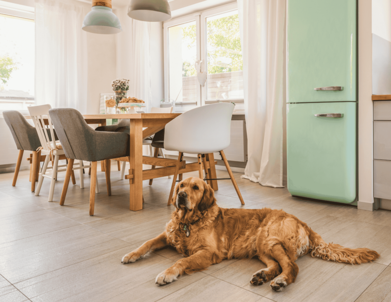 Sparkling eco-friendly and pet-safe cleaning in a kitchen and dining room in Edmonton with spotless floors with a golden retriever dog 