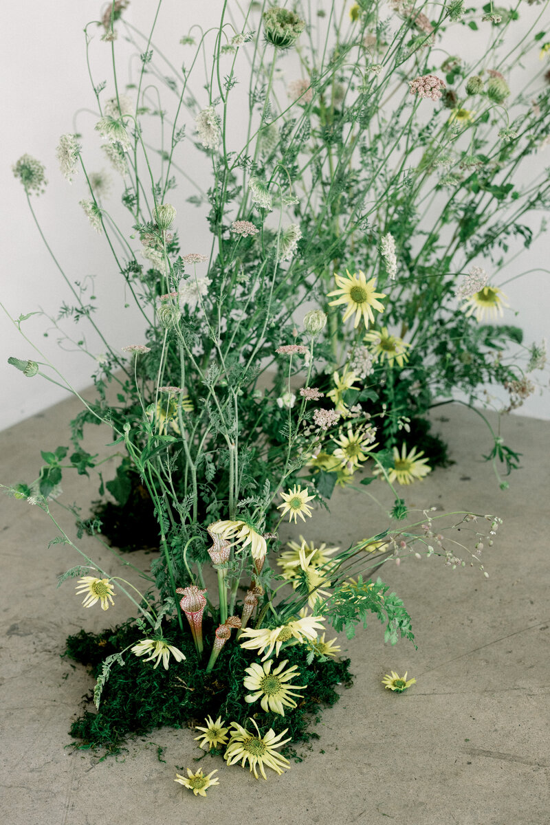 snapdragon bloom bar ground meadow floral