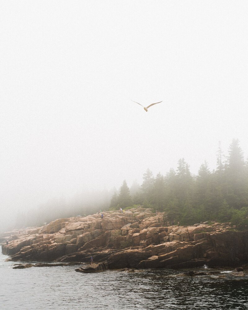 Foggy Day in Acadia Maine