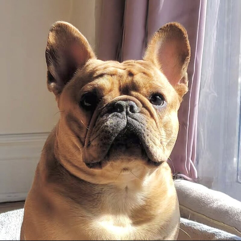 French Bulldog in Canada with exceptional structure and temperament