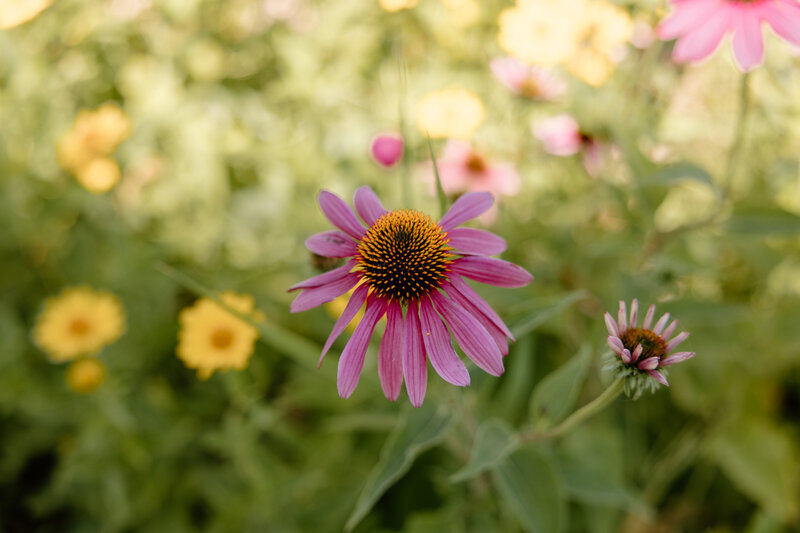 TELISABETHPHOTO.COM-0444