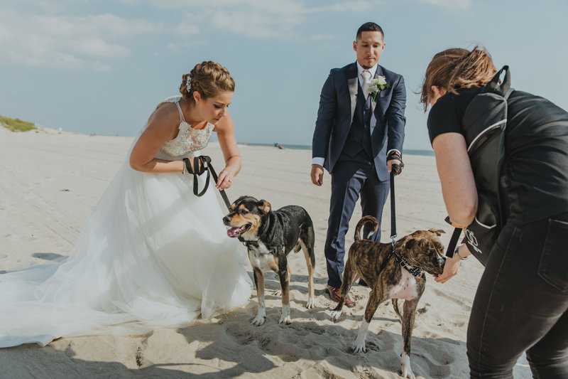Pawfect for You Pet Care during wedding New York Massachusetts Connecticut New Jersey Pennsylvania Maryland Virginia 46