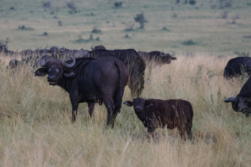 safariedited-002