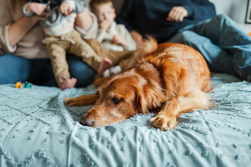  Golden retriever lounging on the bed while the family piles in behind during an at-home Day in the Life session york pa