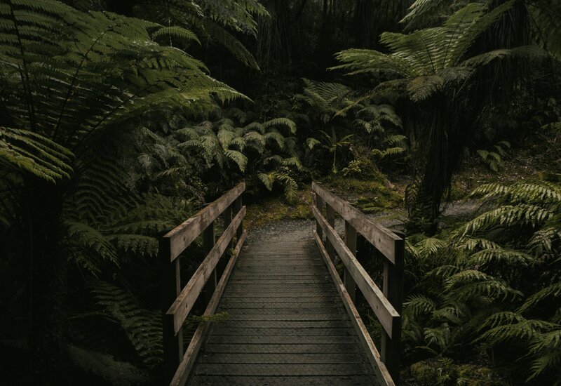 Image of a wooden bridge crossing a forrest of ferns