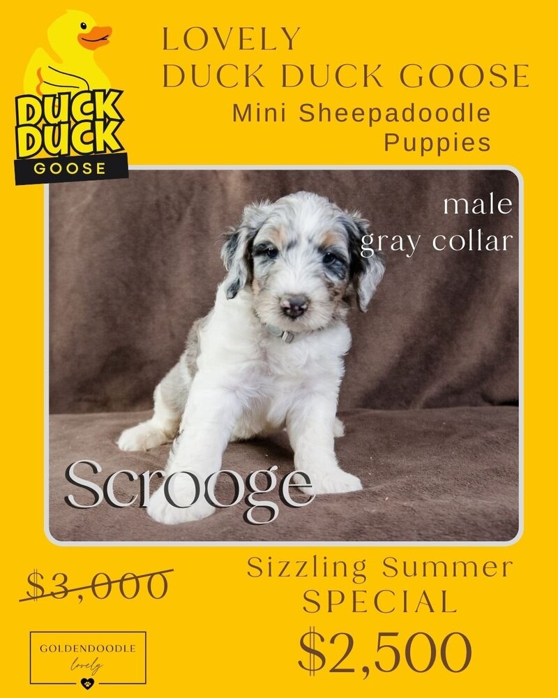 Duck - Gray Scrooge Male