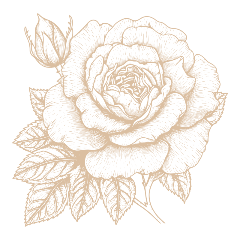 rose sketch