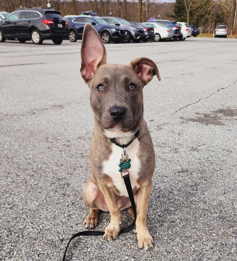 A Pitbull sitting calmly with one ear up and one ear down