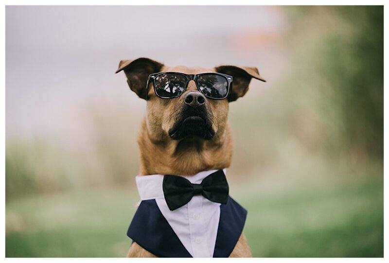 Pets at weddings??  Of course!!
