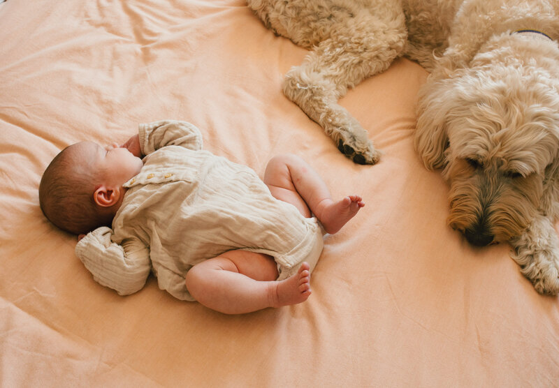 A newborn baby girl sleeps next to the family dog , who is peacefully sleeping next to her in a kingscliff family home 