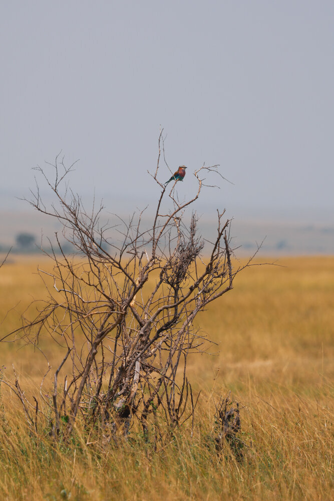 safariedited-219