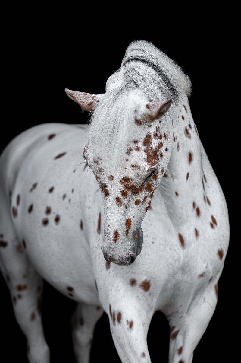 Fine-Art fotografie met paard