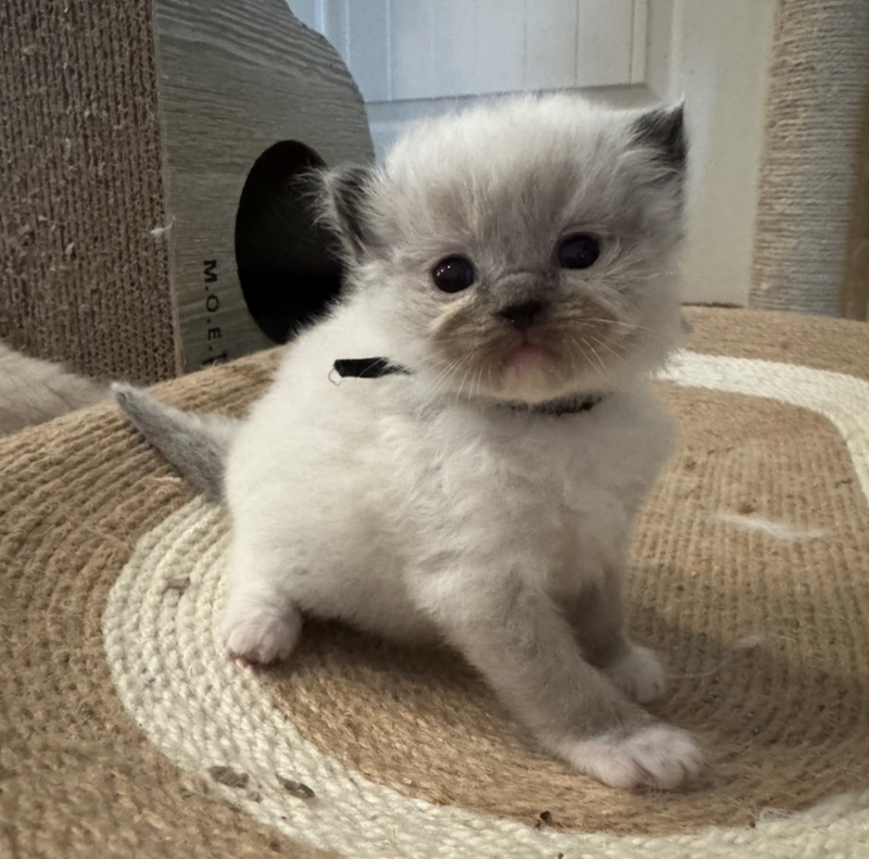 september-2025-ragdoll-for-sale4