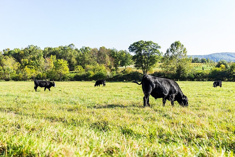 Jersey, black angus, and black baldie livestock stand under a tree in an open Georgia pasture  at Callidora Farms