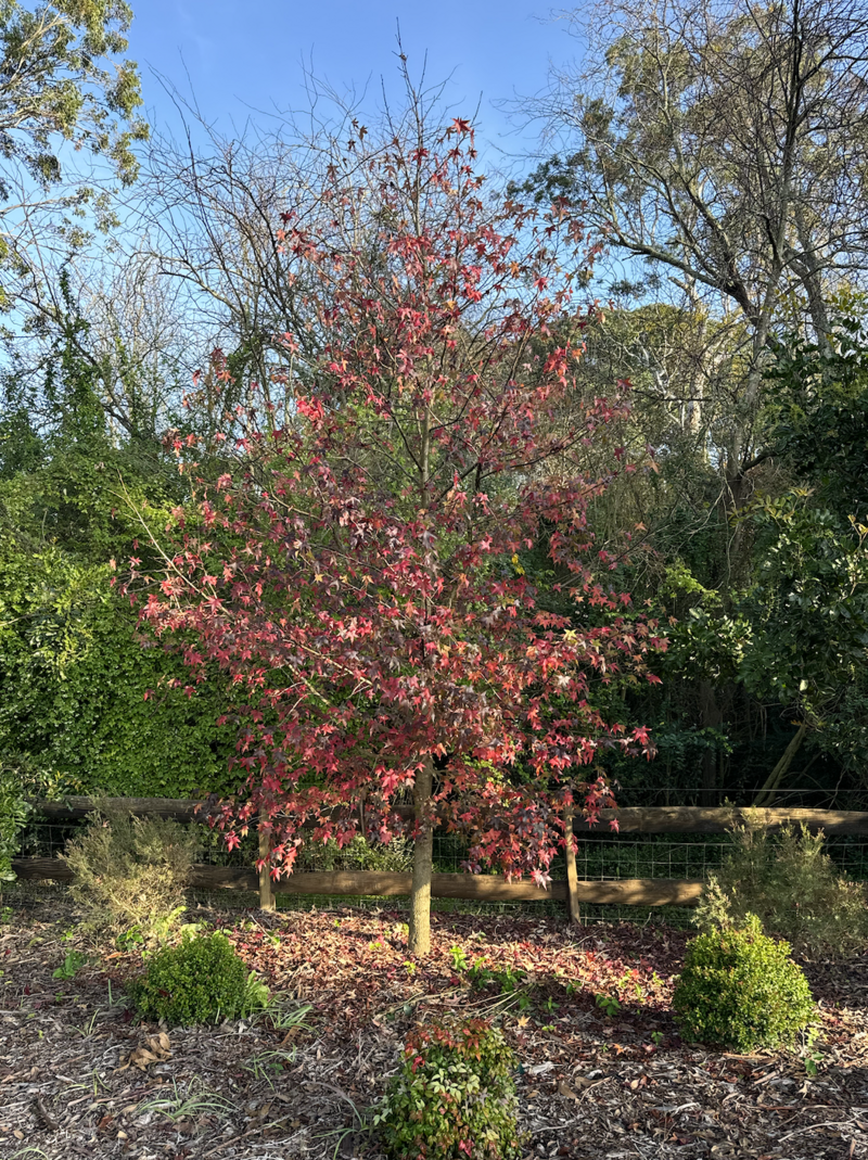 LIQUIDAMBAR STYRACIFLUA - mature trees sydney