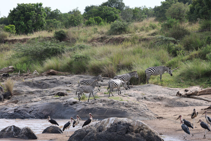 safariedited-397