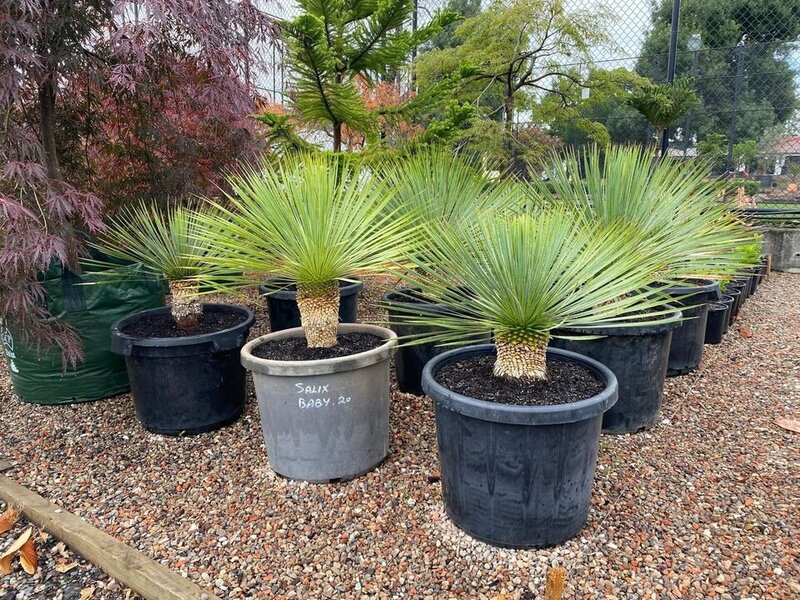 YUCCA ROSTRATA - Beaked Yucca - Go Green Nurseries - Exotic plants and trees sydney