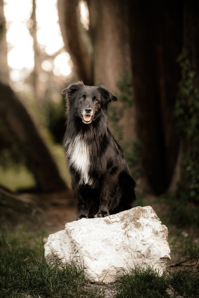 Familienfotoshooting-mit-hund