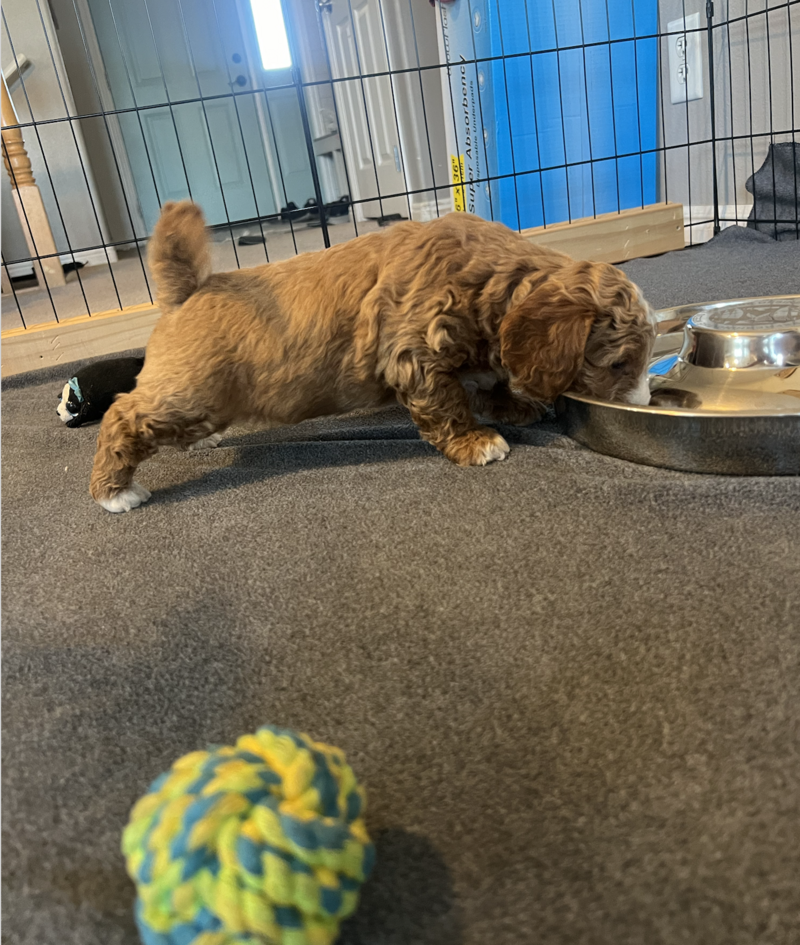 Screenshot 2024-09-13 at 7.13.31 AM