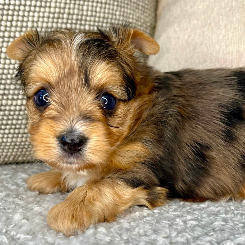 Heart-and-home-yorkies-Cassiopeia-merle-female-yorkie-for-adoption-lacrosse-wisconsin-5