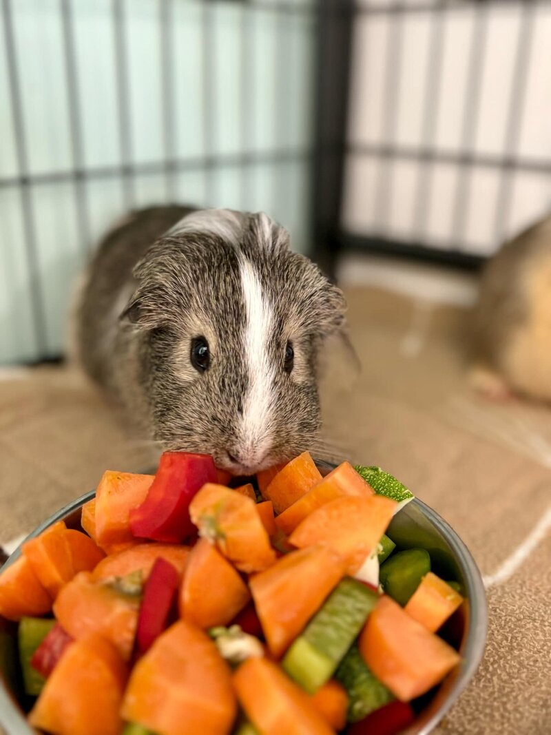 Guinea Pig