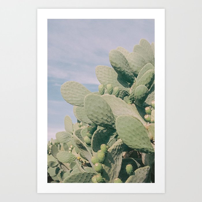 for-the-love-of-cactuses-cape-town-travel-photography-prints
