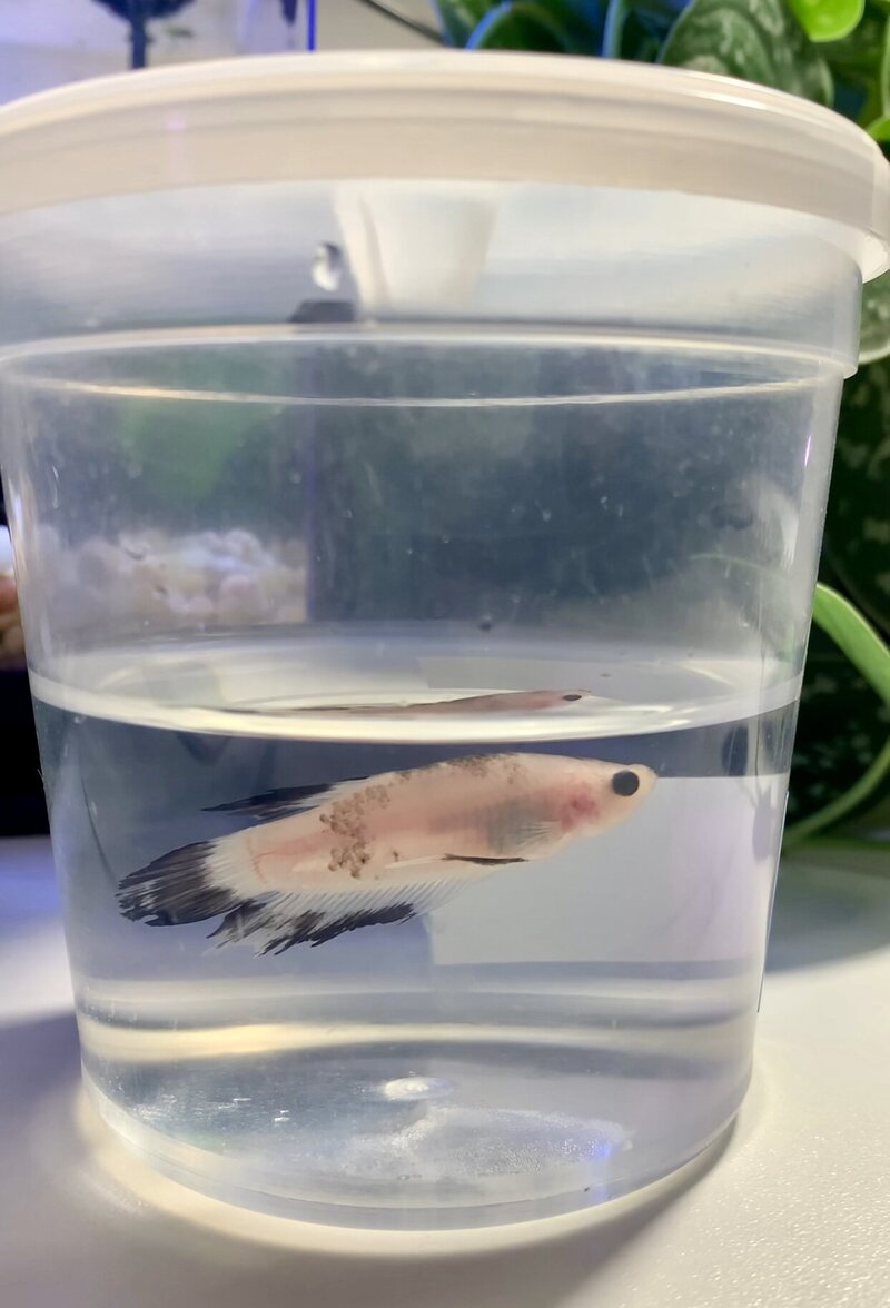 photo of walter before he was healthy
