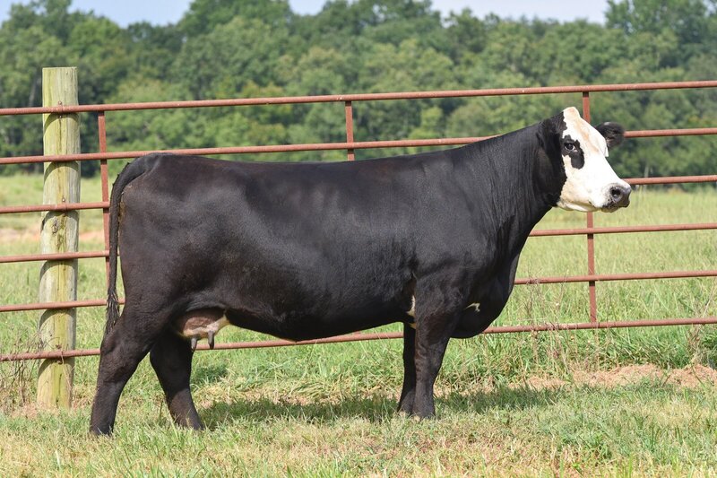 Black Hereford donor cow
