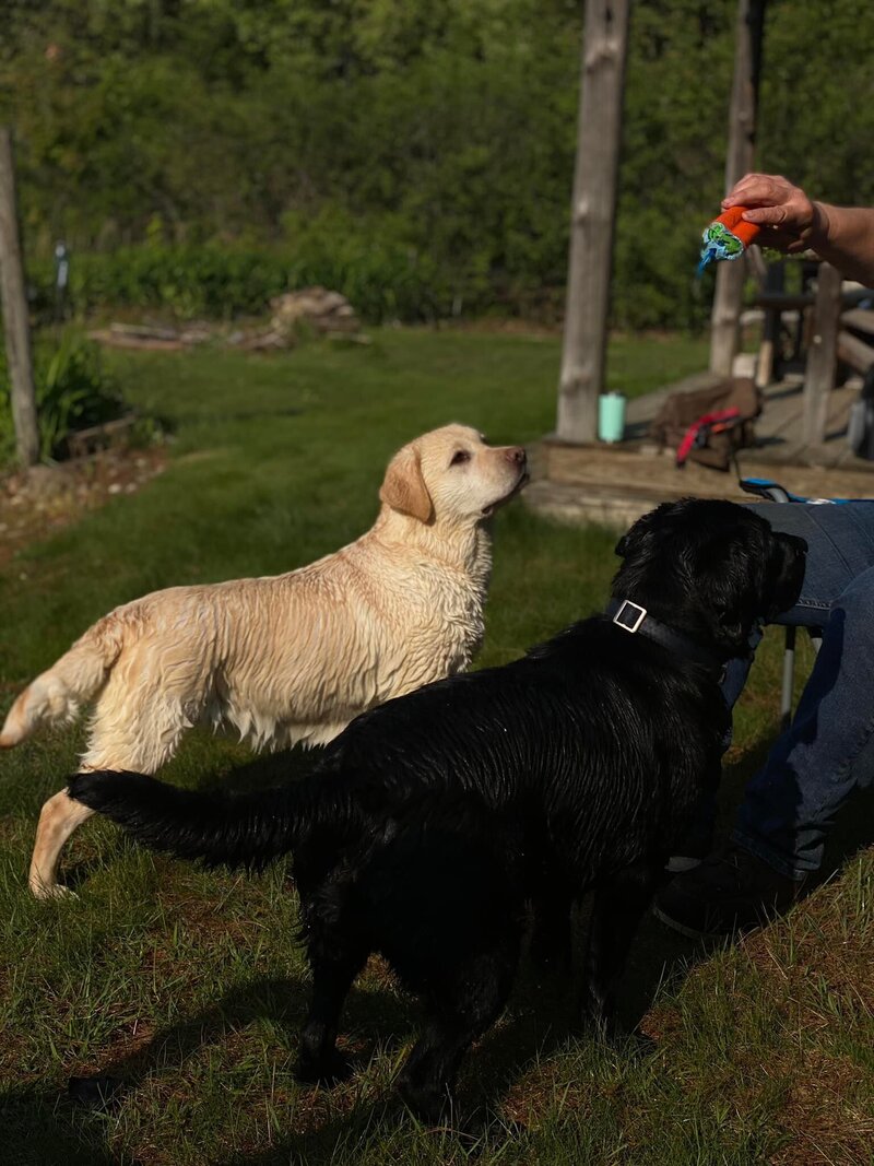 badriverlabradors_image-labsatattention