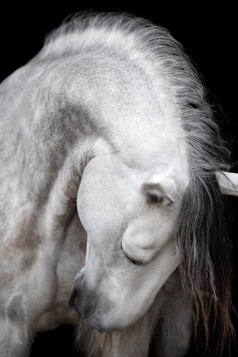 Fine-Art fotografie met paard