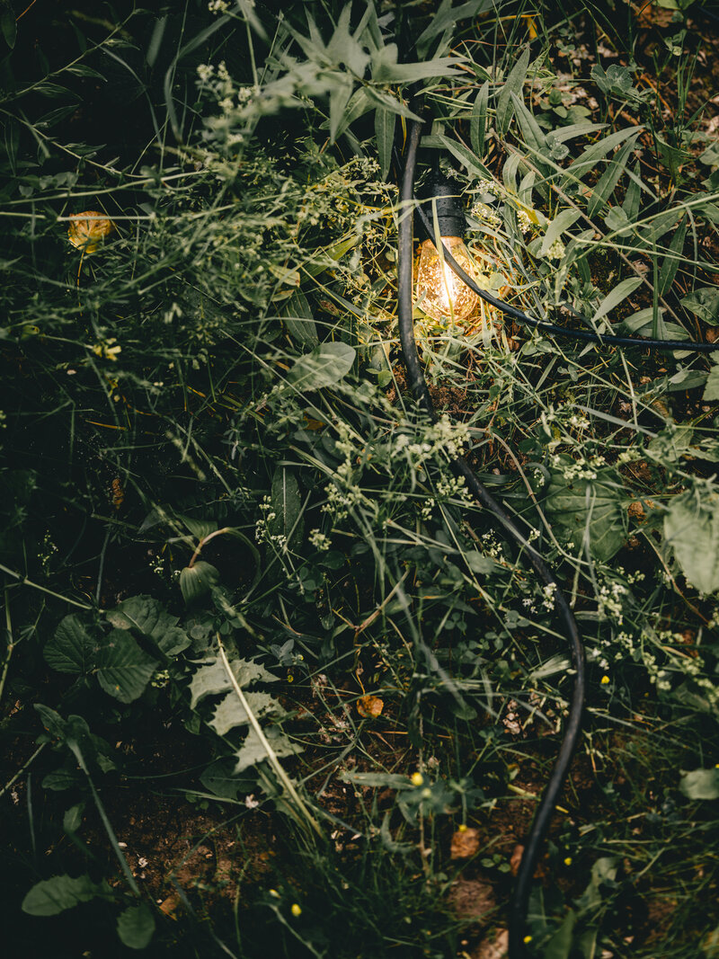 Flashing bulp in the green grass