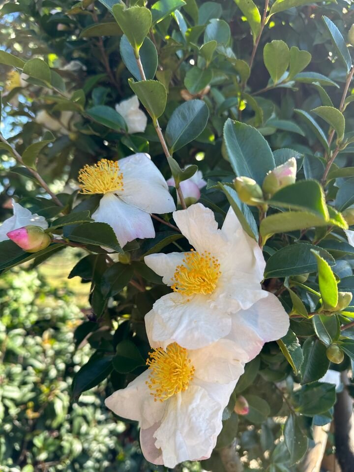 Camellia Sasanqua Pure Silk - Mature Hedges & Screens Sydney