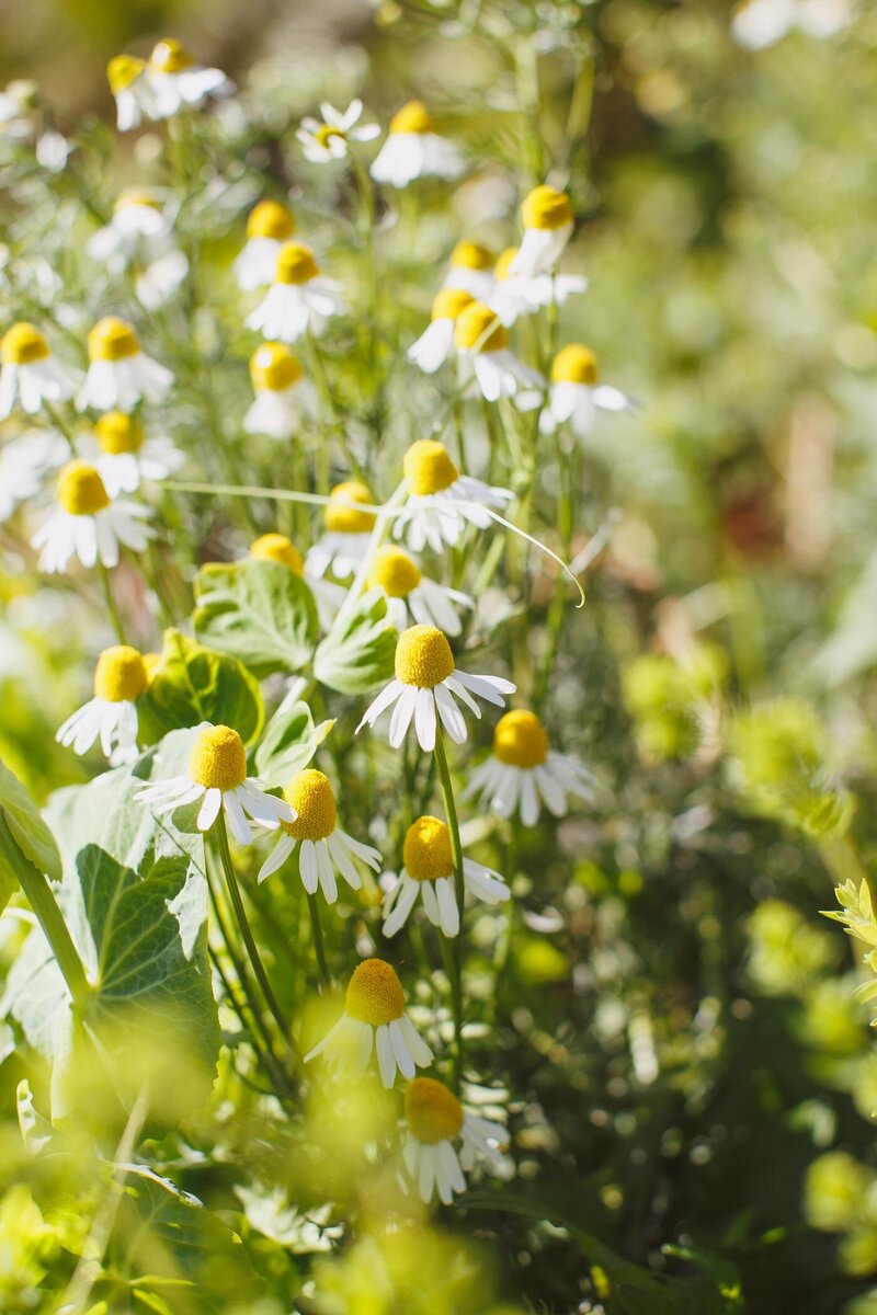A healthy patch of chamomile flowers in the garden