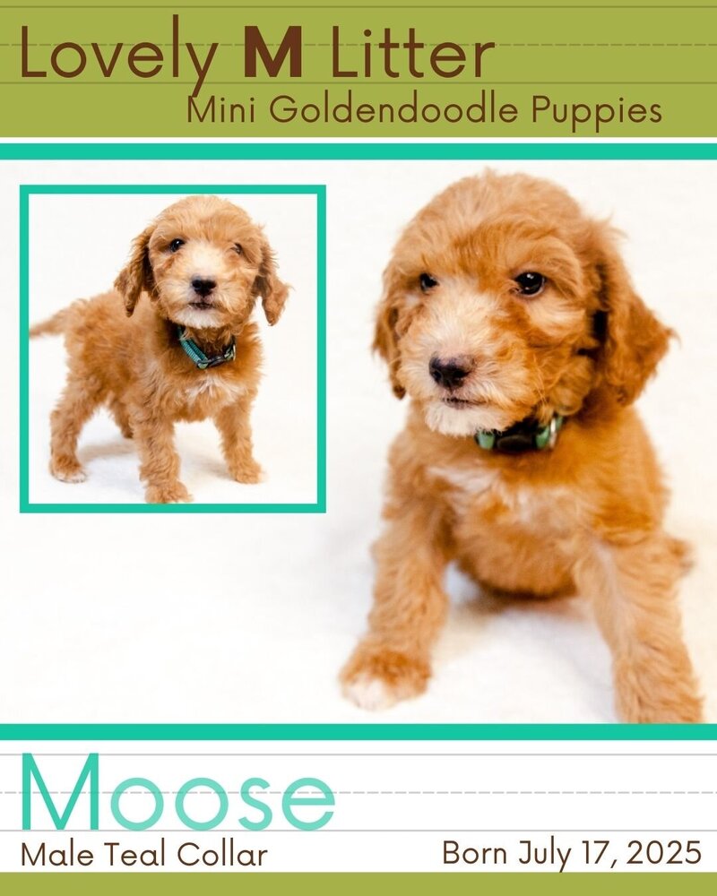 M Litter - Teal Moose Male