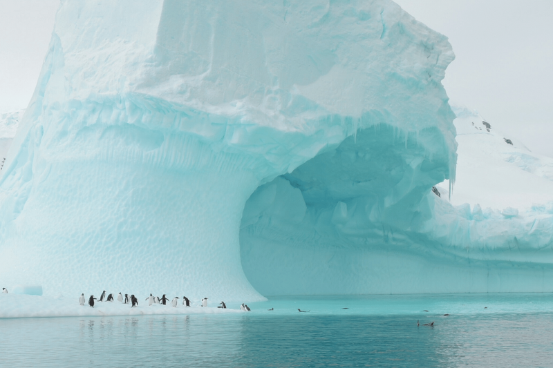 2018 virtuoso advisor photo penguin antarctica cruise center