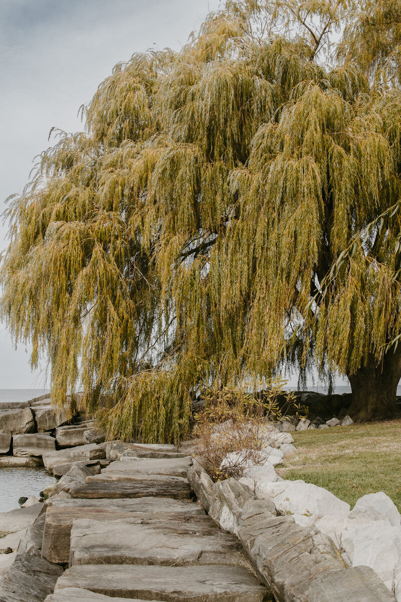 A serene willow tree stands gracefully at Edgewater Beach in Cleveland, Ohio, its long, sweeping branches gently swaying in the breeze. With Lake Erie in the background, this tranquil scene captures the natural beauty of one of Cleveland's most picturesque waterfront parks. Perfect for nature lovers and outdoor enthusiasts looking for a peaceful escape in the heart of Cleveland.