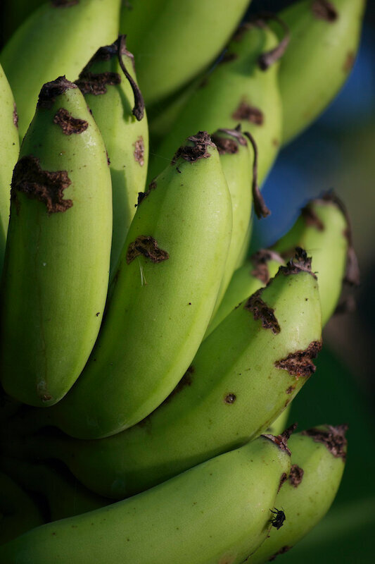 bananas green blue spirit costa rica