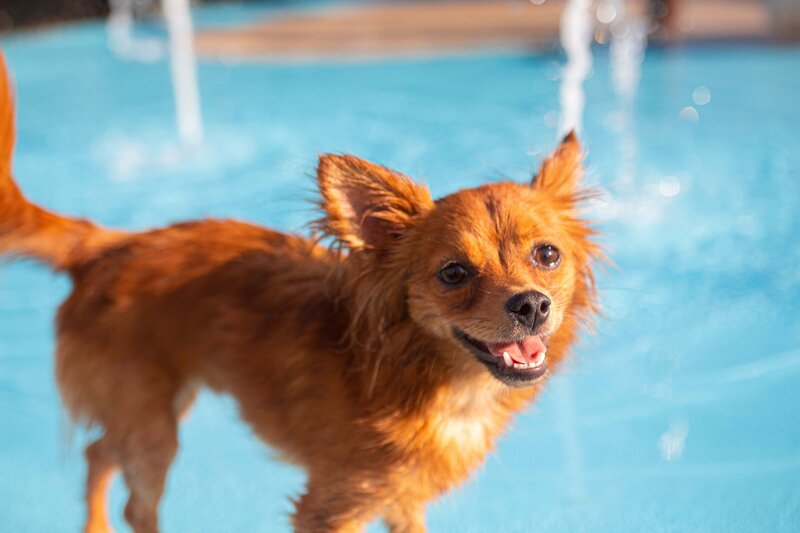 Small dog playing in the splash park inside Puptown Charlotte while staying for daycare.