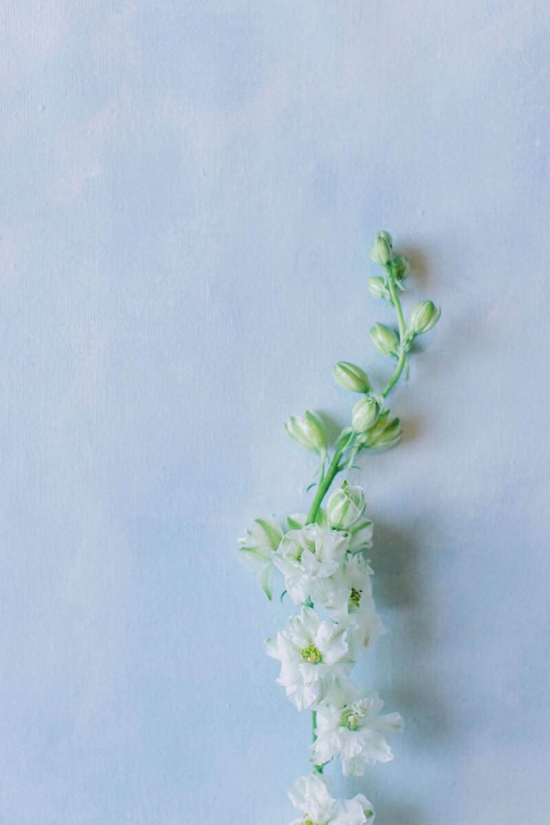 Winmock-at-Kinderton-winston-salem-wedding-katelyn-shelley-photography (2)