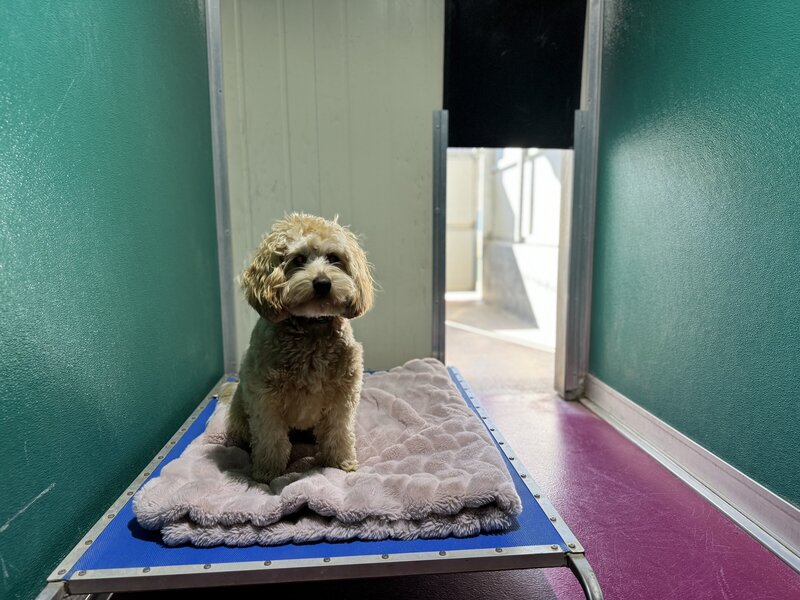 Paradise Pet Retreat Dog Kennel