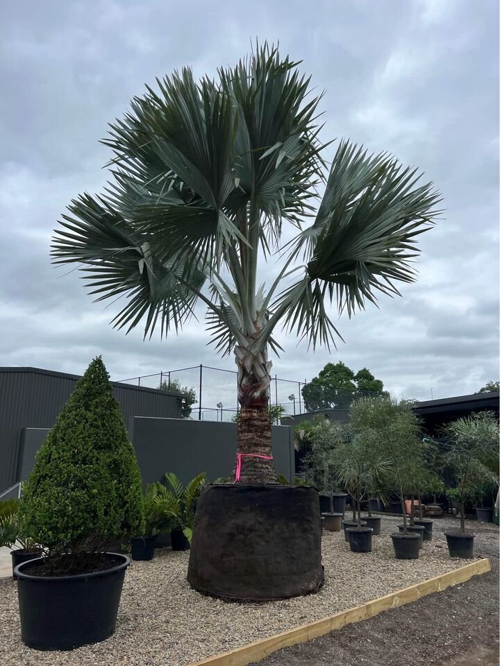 mature trees sydney - go green nurseries