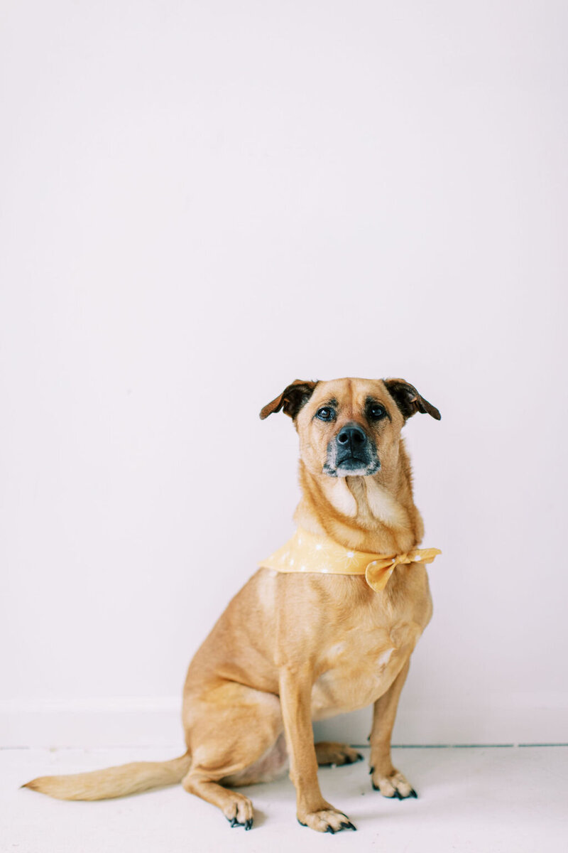Amber's dog Clementine sitting in front of a white wall looking at the camera wearing a yellow bandana