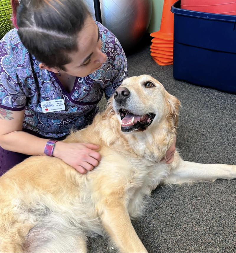 Melinda Harris treating canine rehab
